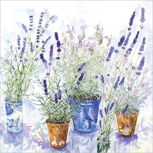 lavender pots